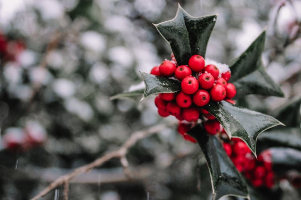 Community Health Fair